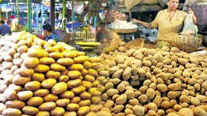 Potato beware adulterated here are some easy tips to identify them at home