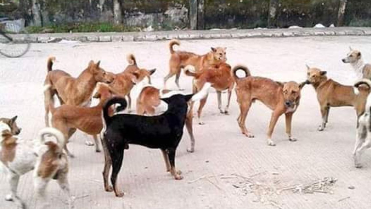 Teacher after BLO duty now have to participate in counting dogs