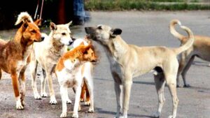   Teacher after BLO duty now have to participate in counting dogs