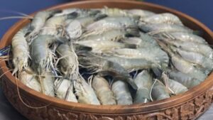 Fish Buying before going to the market learn how to identify good quality shrimp