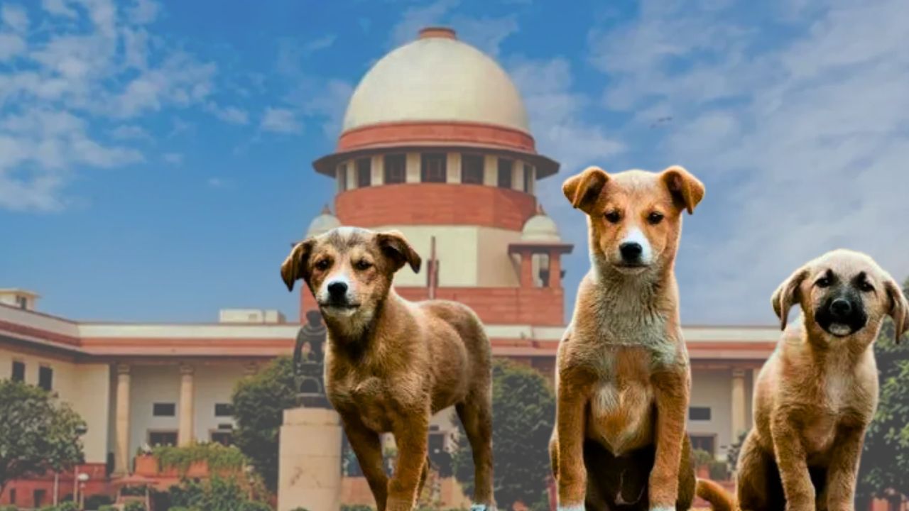 Supreme Court remarks on stray dogs spark controversy
