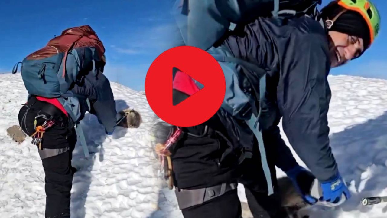 Viral Video a fox cub was in danger on a snow-covered road a mountaineer rescued it