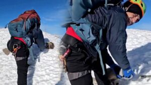 Viral Video a fox cub was in danger on a snow-covered road a mountaineer rescued it