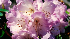 Travel where to see rhododendrons in the mountains in spring