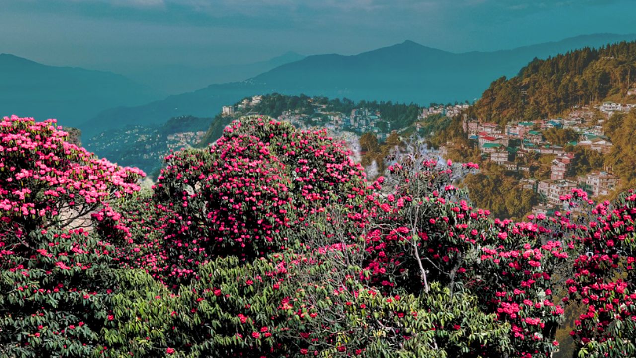 Travel where to see rhododendrons in the mountains in spring