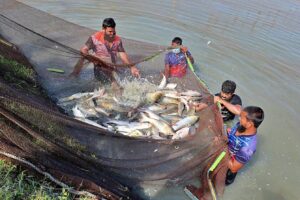 Now Fishes from Bangladesh are not allowed, this state took a big step.