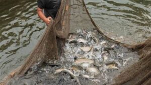 TMC leader has been accused of seizing fishery in Haroa