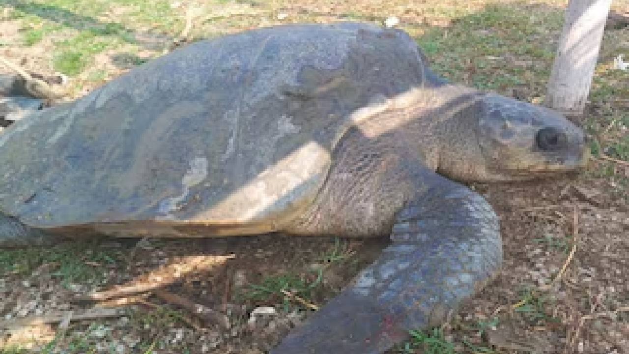 35 kg Olive Ridley turtle rescued in Purba Medinipur