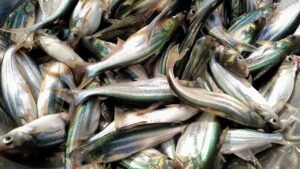 Easy recipe for making pangasius fish curry