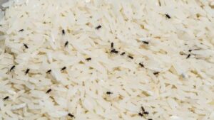 Cooking Tips insects in the kitchen rice drum four home remedies will bring relief