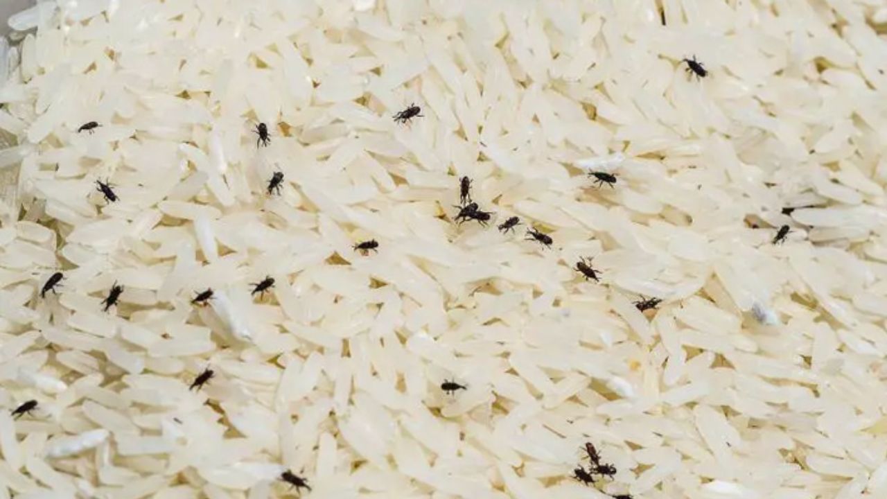 How to get rid of insects from pulses kitchen hacks 