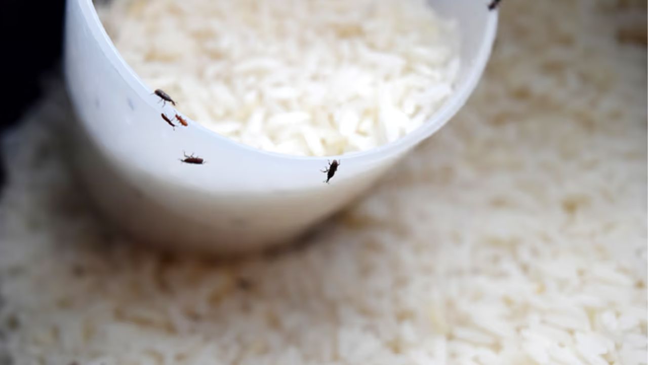 Cooking Tips insects in the kitchen rice drum four home remedies will bring relief
