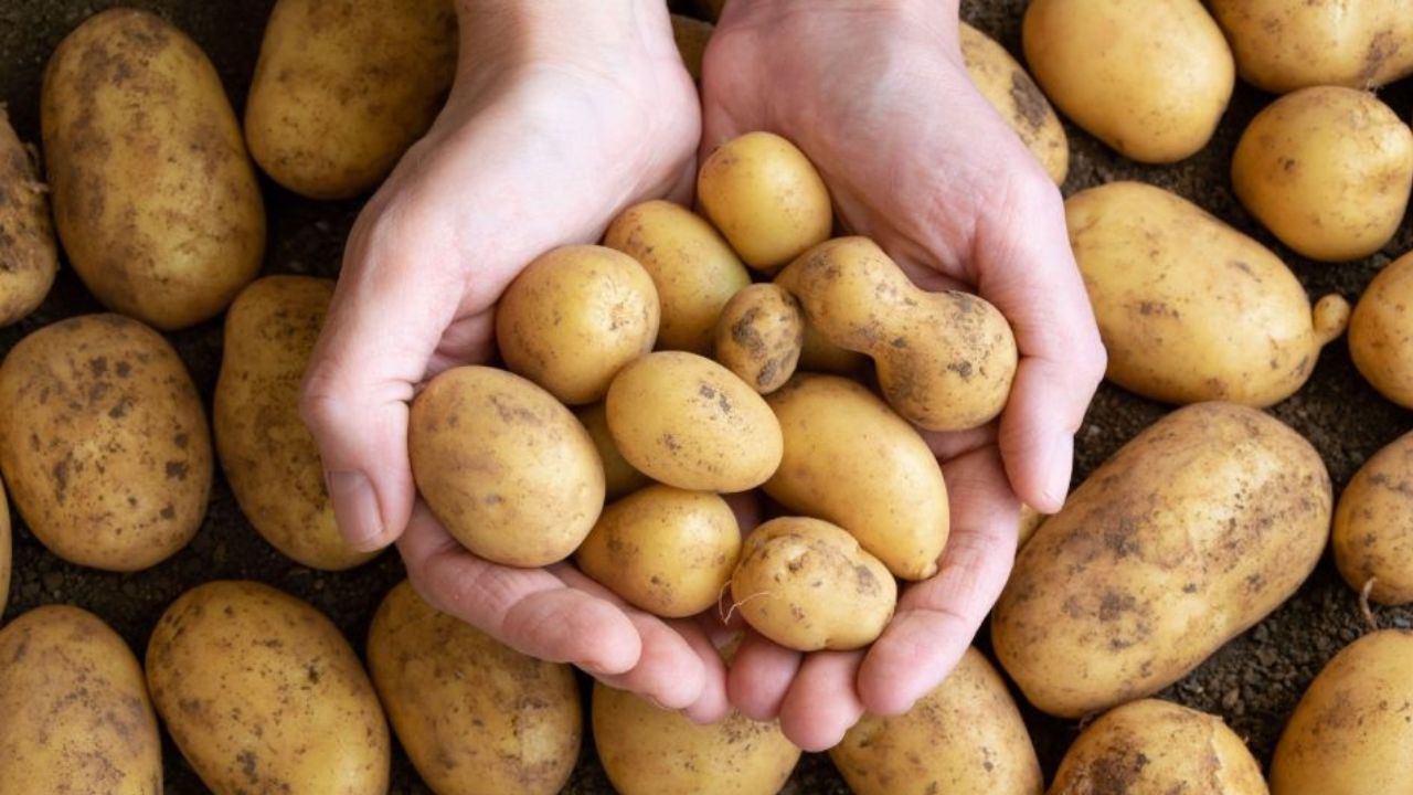 Cooking Tips how to tell if potatoes brought from the market are adulterated