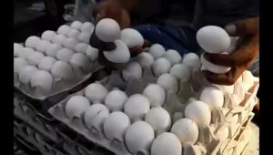 Egg price are falling sharply amid the war.