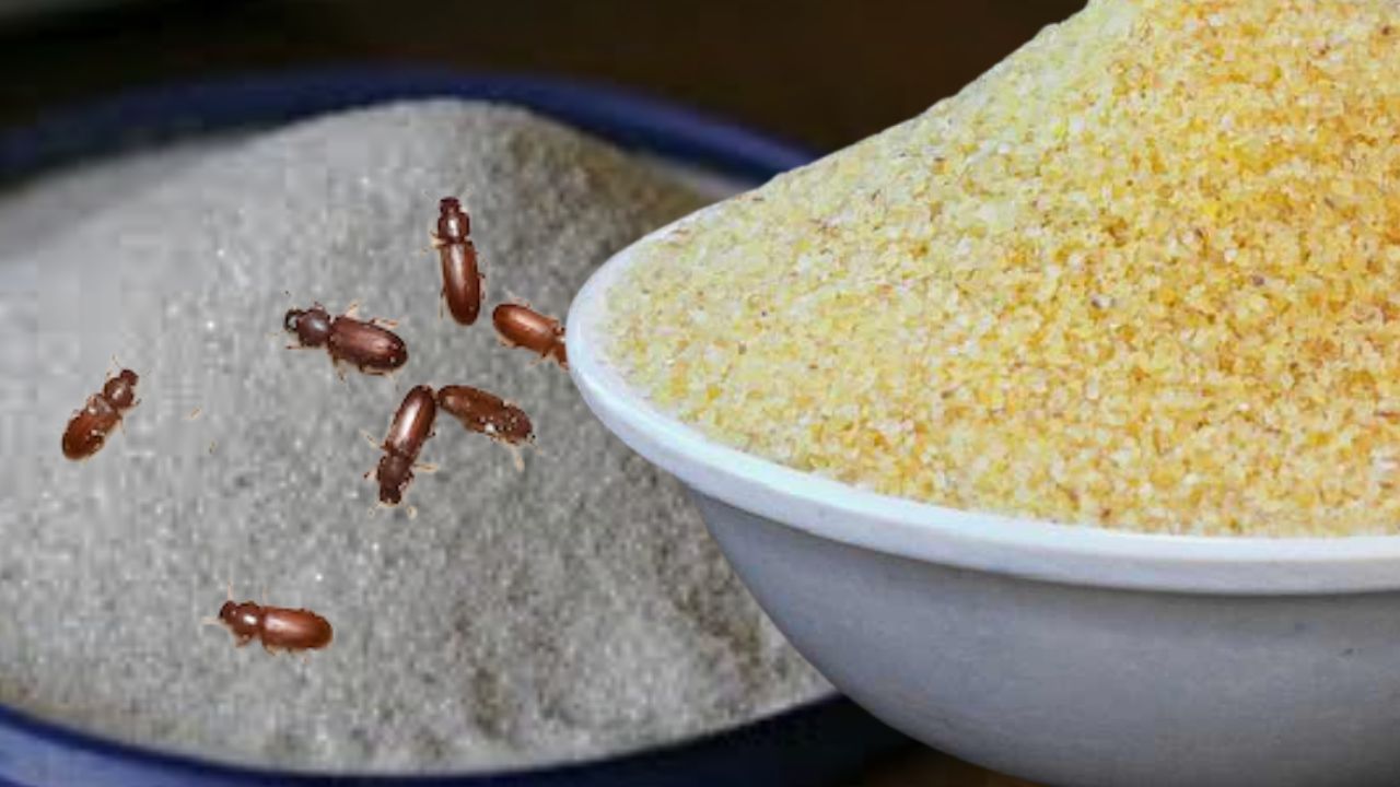 Cooking Tips 5 home remedies to keep your rawa pest-free for a long time