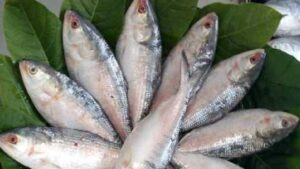 Bangladeshi Hilsa may arrive in India in the New Year