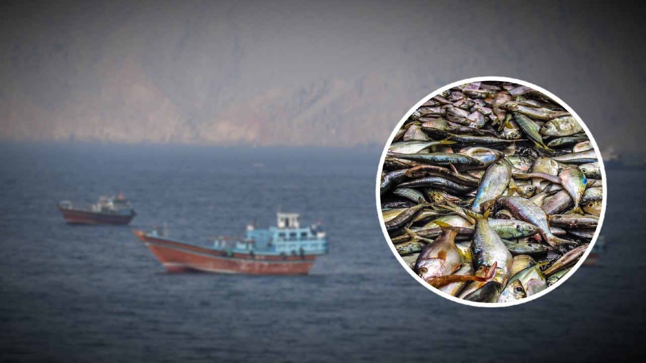 হরমুজ় প্রণালী বন্ধের প্রভাব!১০০ কোটির ধাক্কা বাংলার মাছ ব্যবসায়