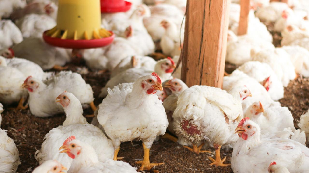 গরম পড়তে না পড়তেই রেকর্ড মূল্যবৃদ্ধি, একধাক্কায় চিকেনের দাম বাড়ল কলকাতায়