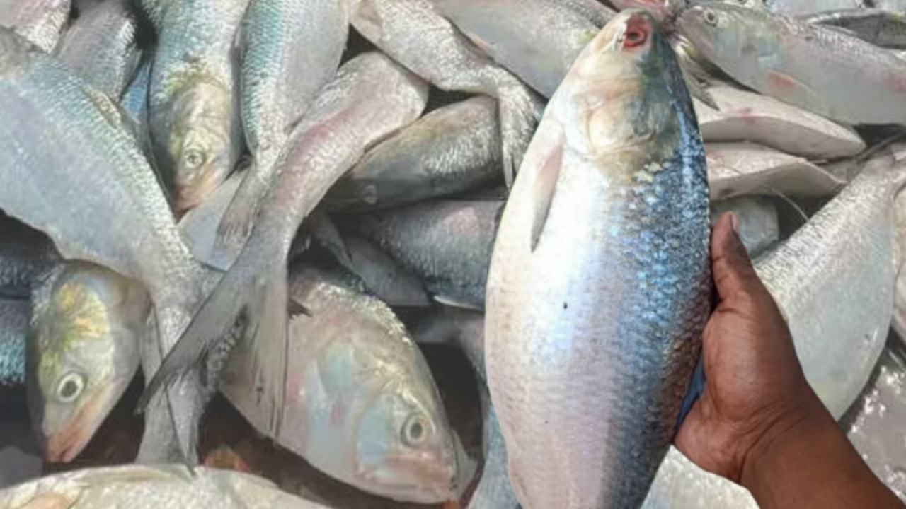 পয়লা বৈশাখেই কলকাতার বাজারে পদ্মার ইলিশ, আসল নকল বুঝুন এই কয়েকটি টিপসে