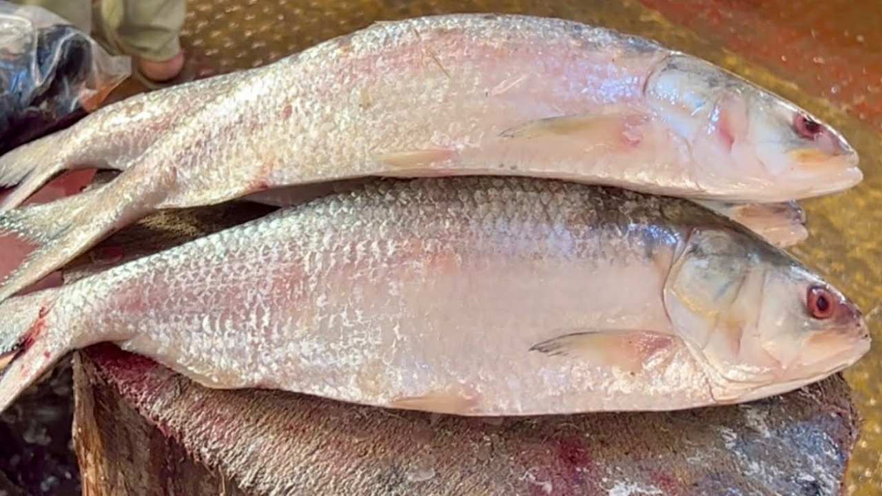 How to identify original padma hilsa fish