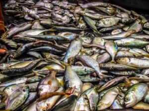 Bengal's fish trade faces massive losses due to problem in the Strait of Hormuz.