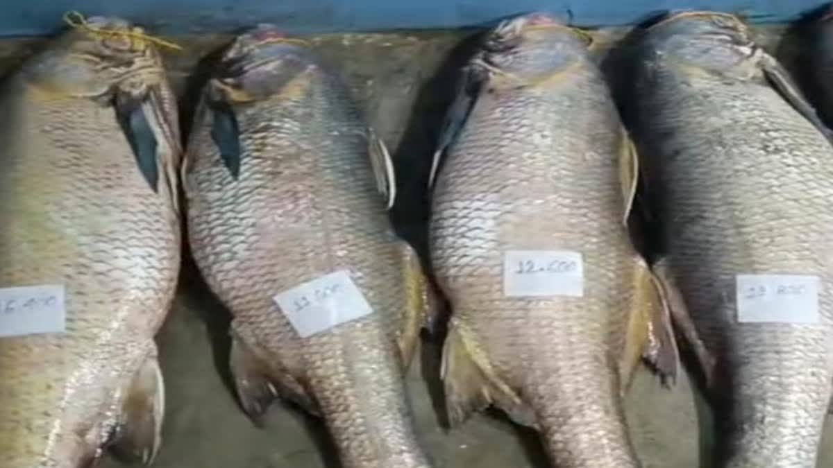 Fishermen caught more expensive fish than hilsa fish 