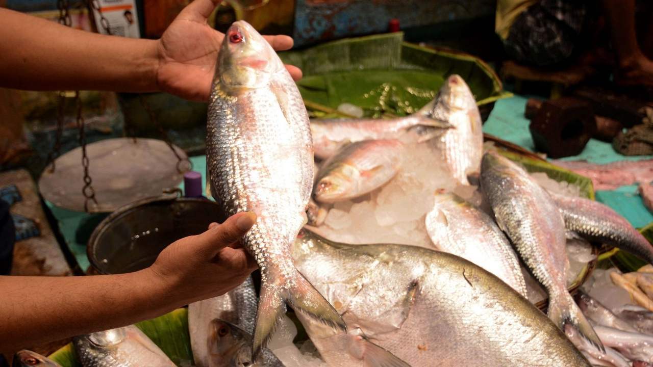 Season first hilsa fish market price 