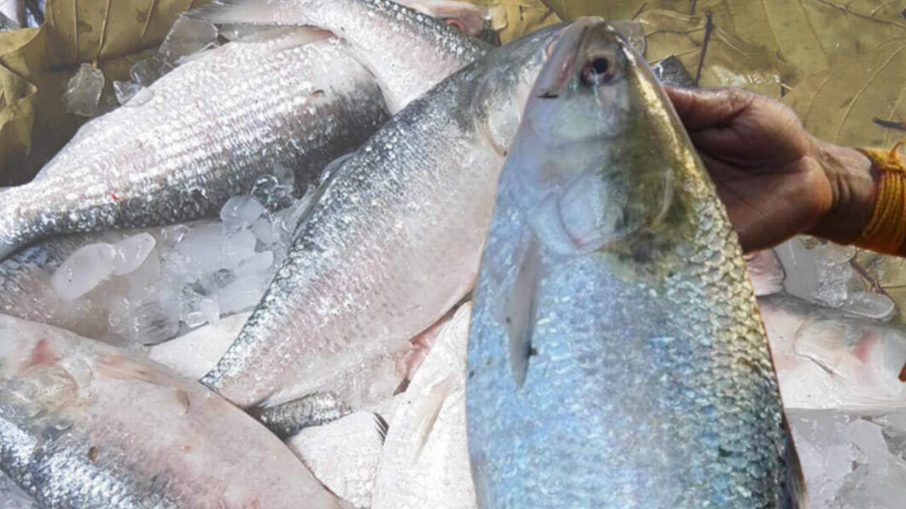 How to differentiate between original and fake hilsa fish