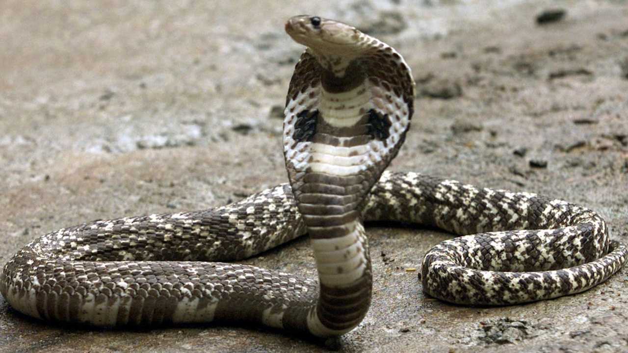 This app will warn you about snakes