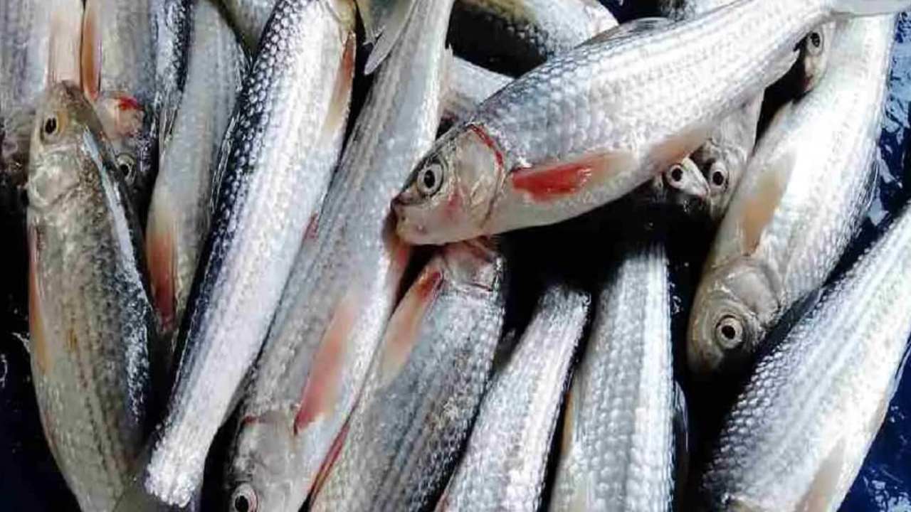 Don't eat these fish during monsoon