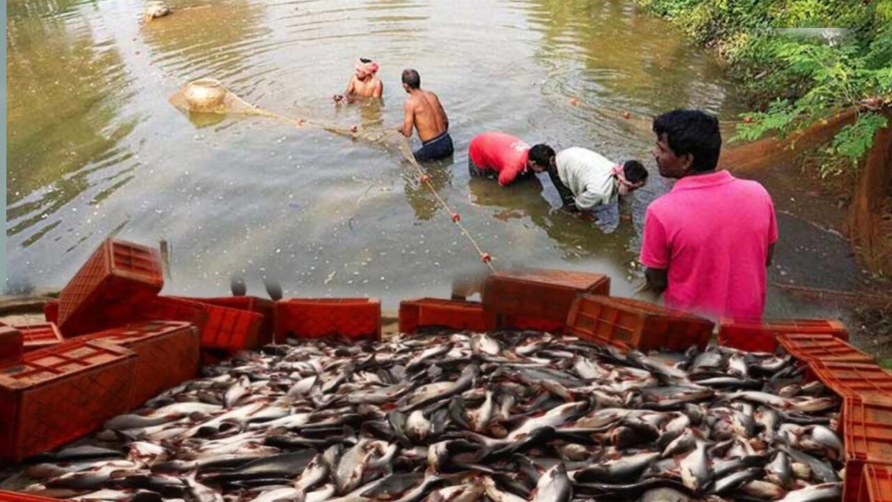 This river hilsa fish is best in taste 