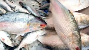 Hilsa Fish buyers are now keeping a close watch on market prices