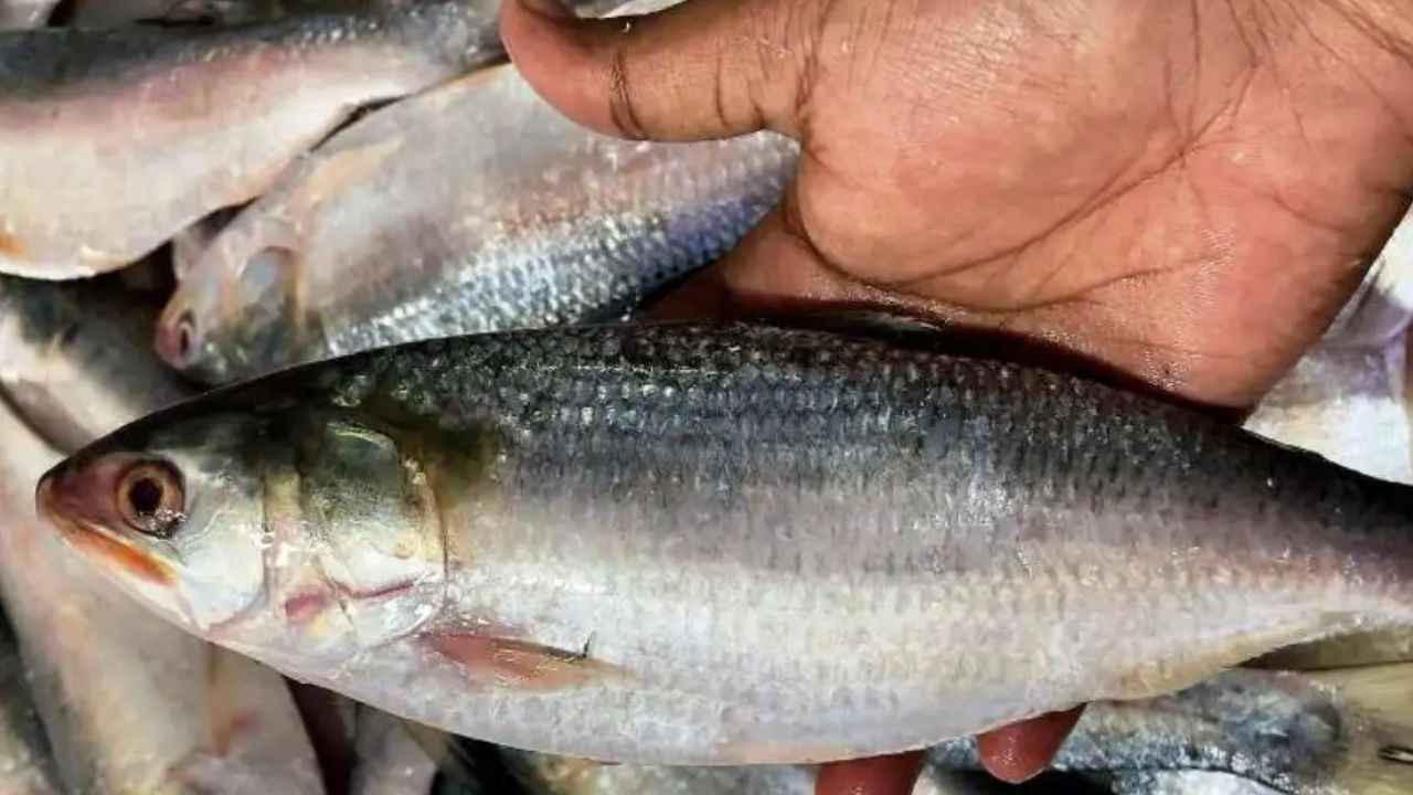 Can heart patient eat hilsa fish 