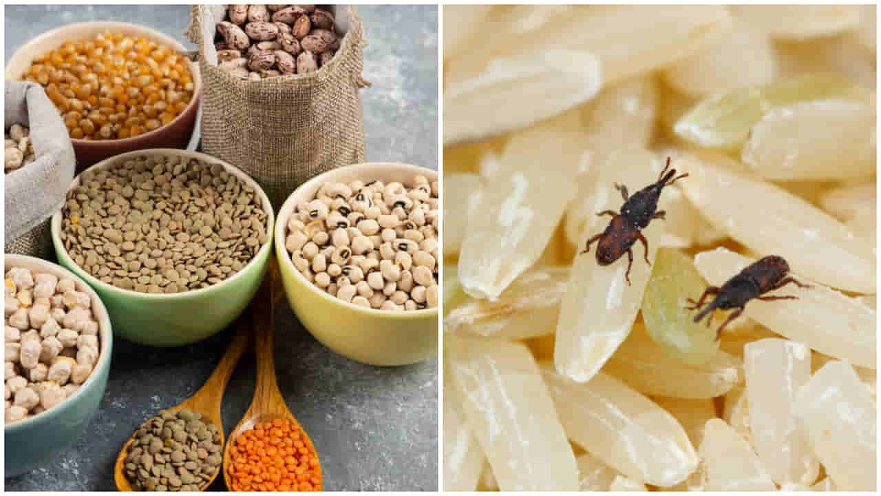 How to keep pulses safe from insects 