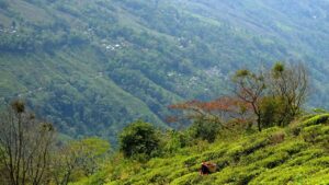 Travel budget-friendly offbeat travel Kalij Valley
