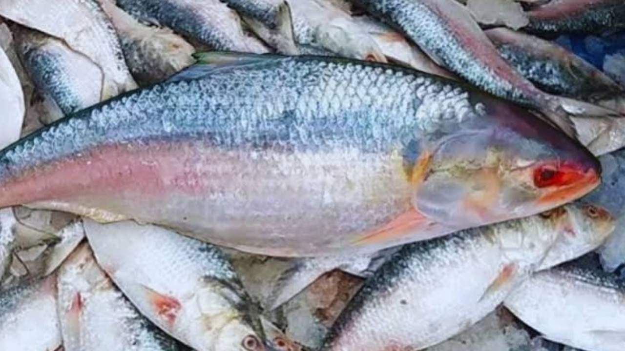 Hilsa fish not available in Bangladesh 