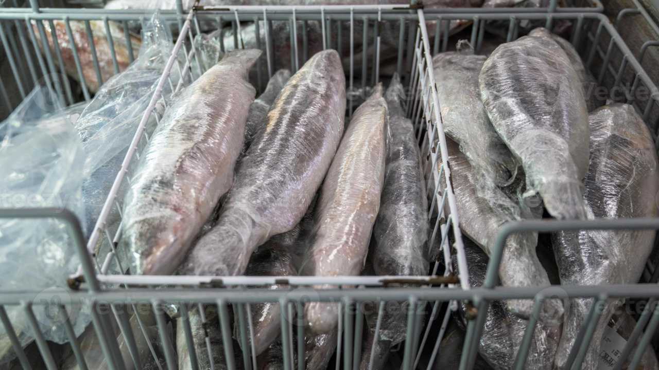 Hilsa fish freezer storage process 