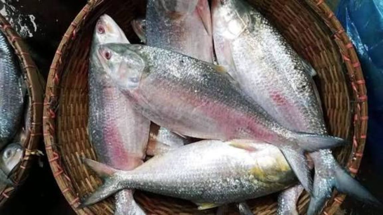 How much is Hilsa fish being sold for?
