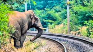 Indian Railways to use  AI to prevent elephant deaths