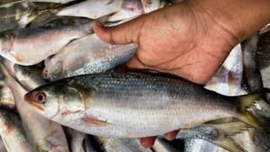 How much is Hilsa fish being sold for?