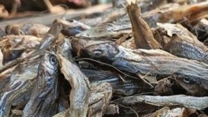 Cooking Tips these tips will keep the smell of dried fish under control