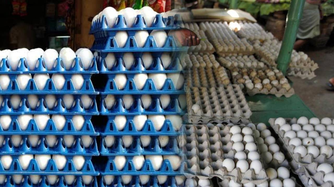 eggs