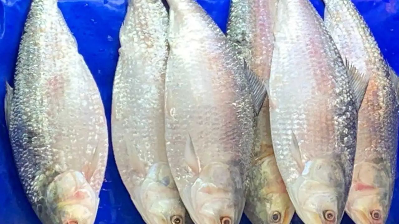 How to know which hilsa fish is from river or sea 