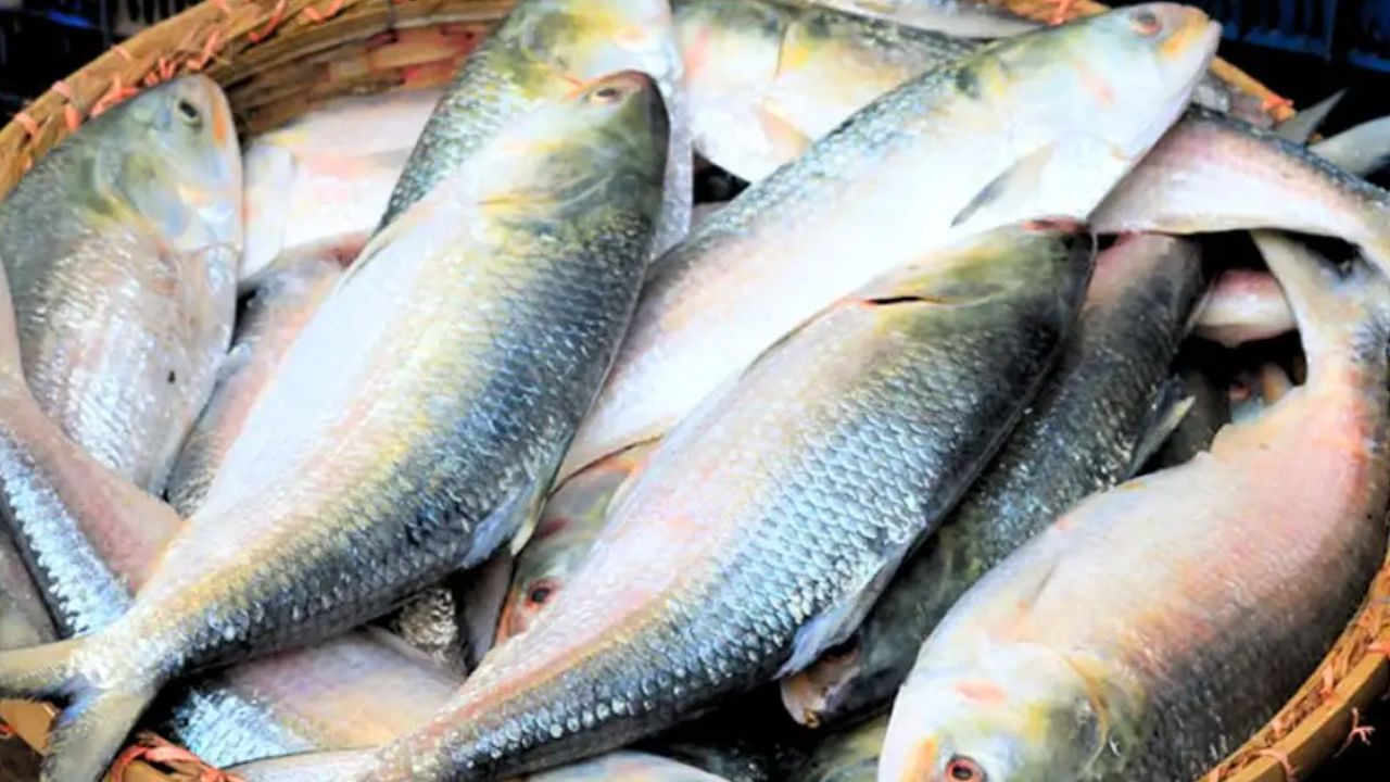 Hilsa is being caught in this river of bengal