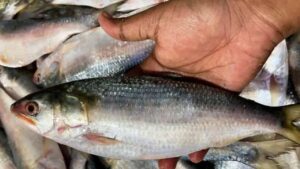 Cooking Tips washing hilsa will completely transform the taste of the dish