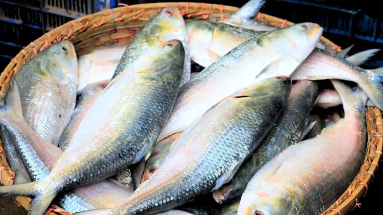 How to identify original padma hilsa fish 