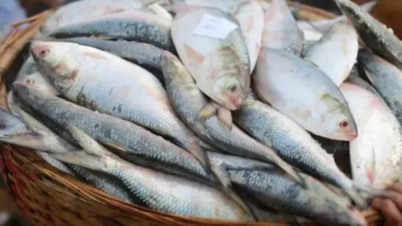 When to buy hilsa fish