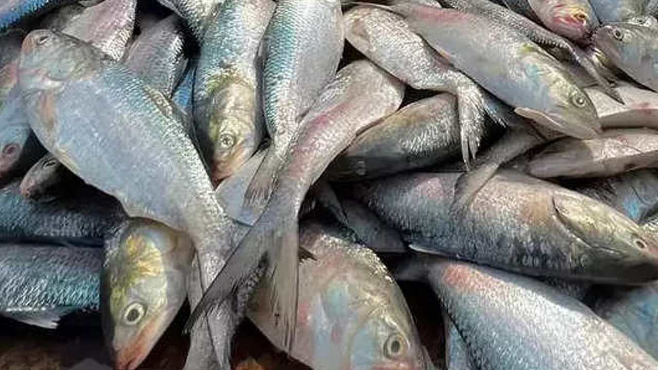 Big hilsa fish caught in Bangladesh 