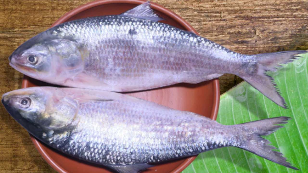 Hilsa Fish caught in uttar pradesh 