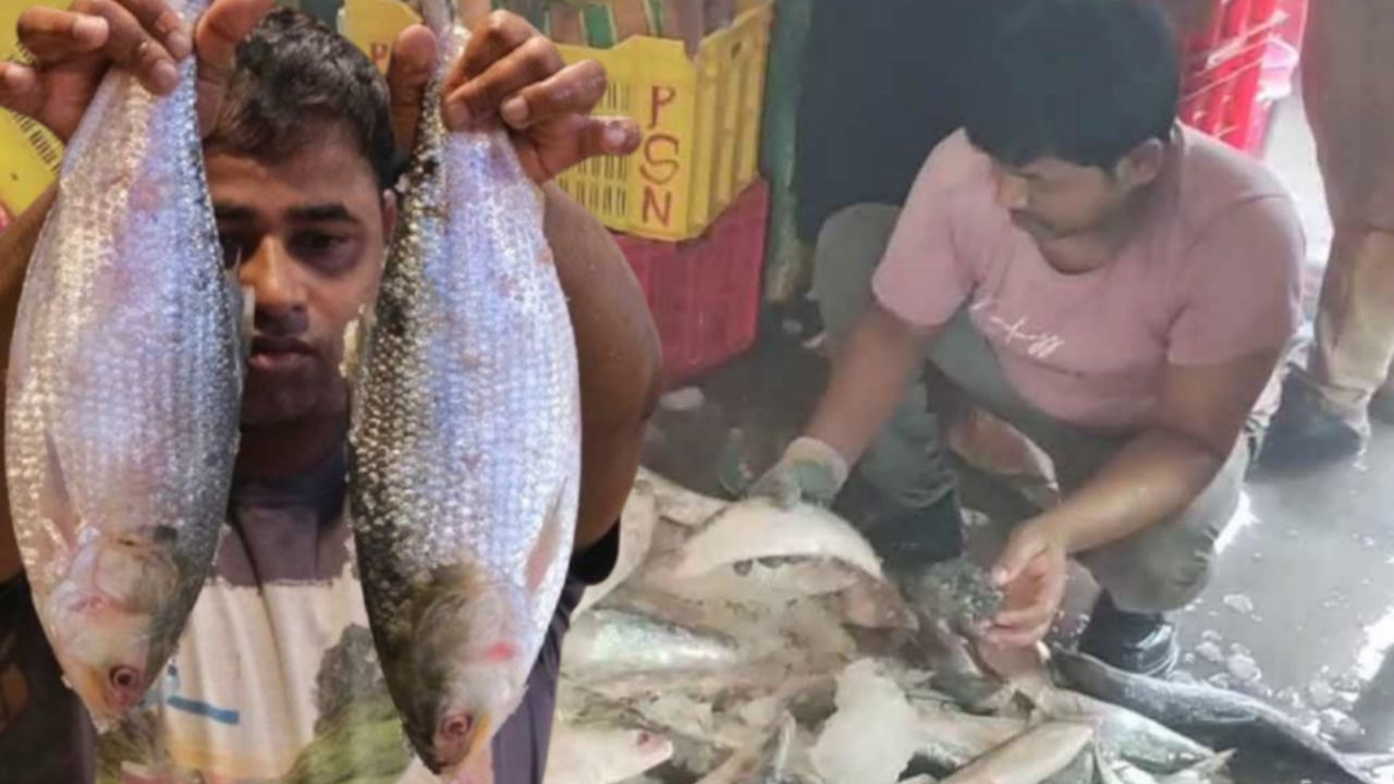 এত ইলিশ কেউ চোখে দেখেনি! দিঘায় মাছে ছয়লাপ, কত চলছে বাজারদর?